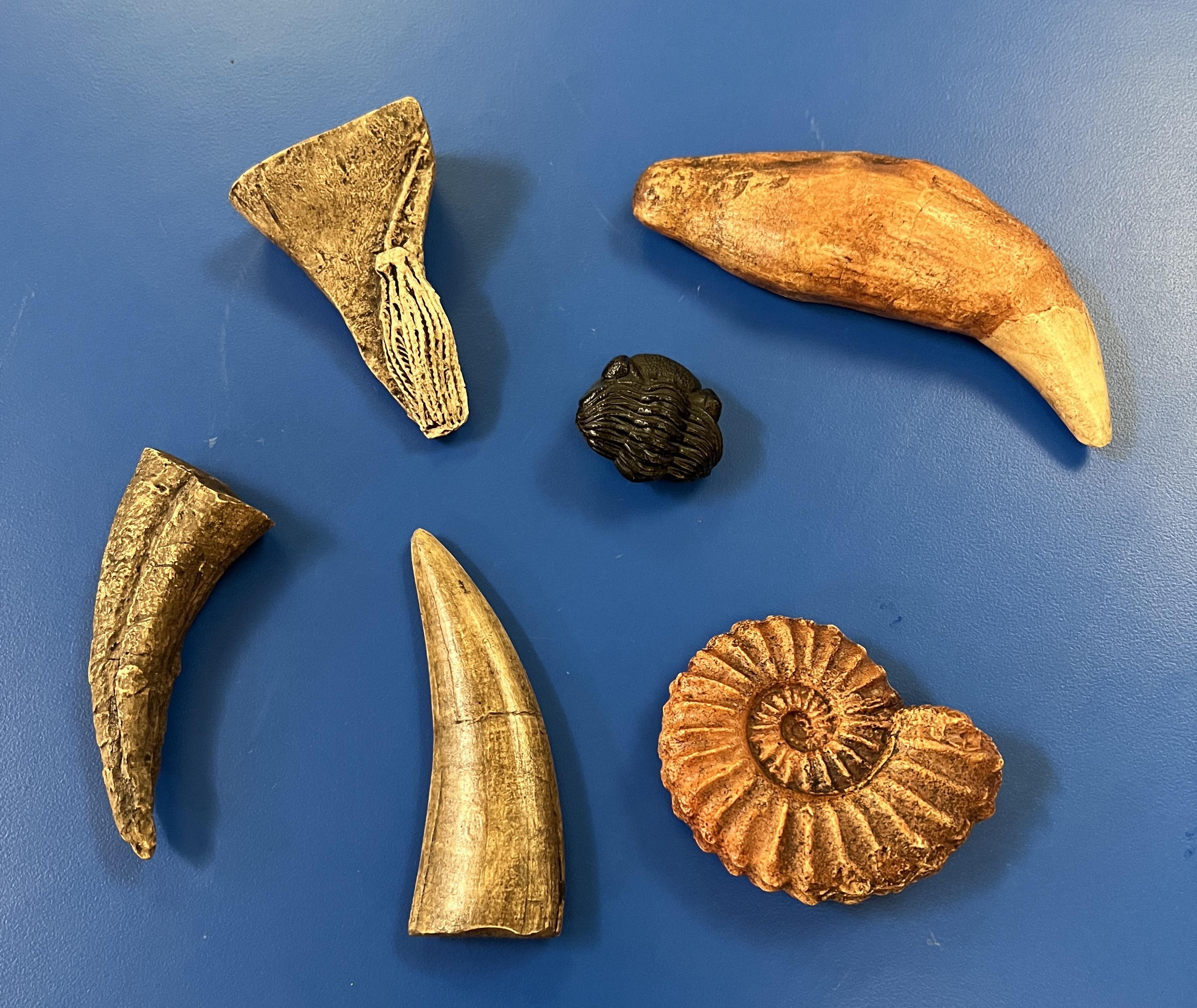Some of the fossils